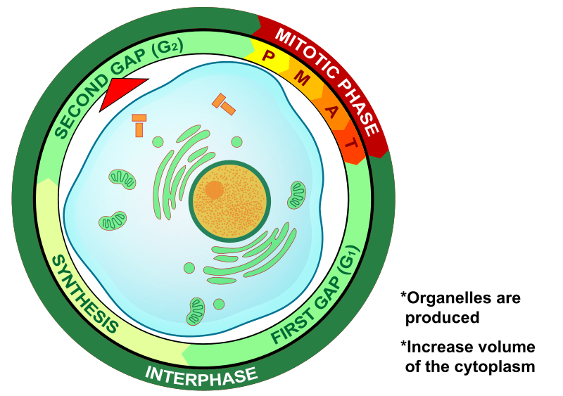 Key Difference Between G1 and G2 phase of Cell Cycle