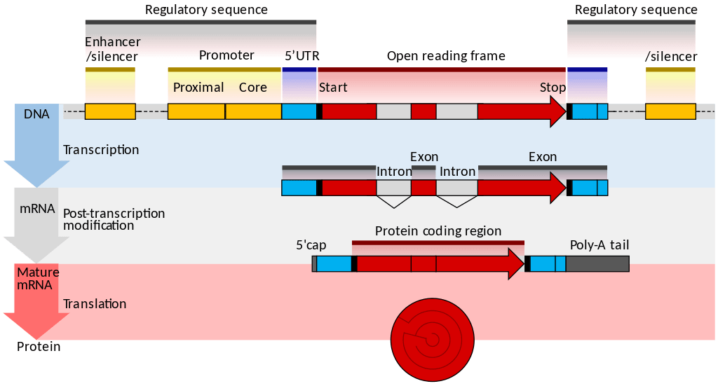 Key Difference Between Prokaryotic and Eukaryotic mRNA