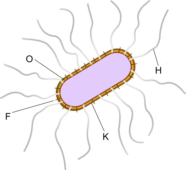 Key Difference Between Pseudomonas Aeruginosa and Enterobacteriaceae