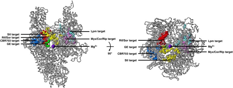 Difference Between RNA Polymerase I II and III 