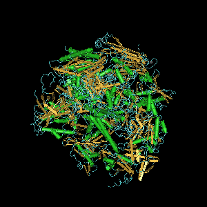 Key Difference Between RNA Polymerase I vs II and III 