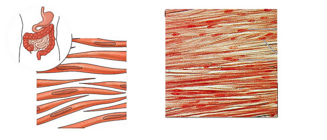 Difference Between Striated Non Striated and Cardiac Muscles_Figure 02