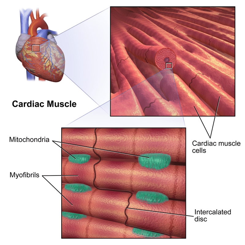 Key Difference Between Striated Non Striated and Cardiac Muscles