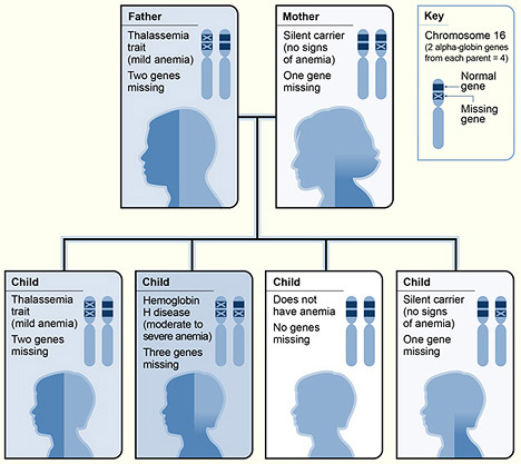 Key Difference - Alpha vs Beta Thalassemia 