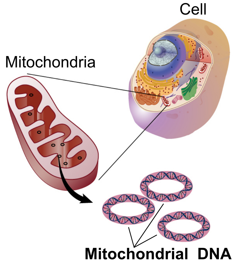 Key Difference Between Linear and Circular DNA