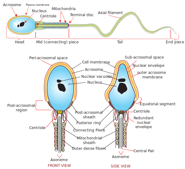 Difference Between Spermiogenesis and Spermiation 