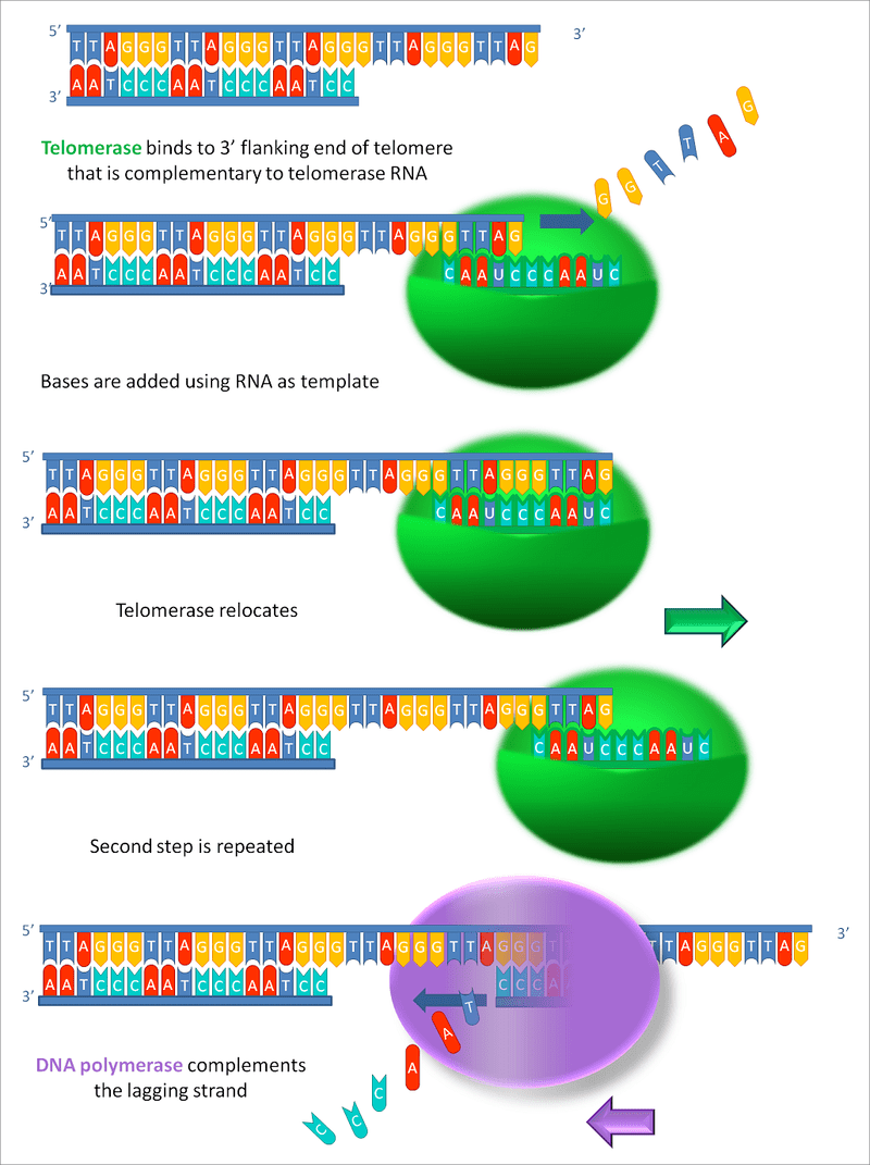 Key Difference Between Telomeres and Telomerase