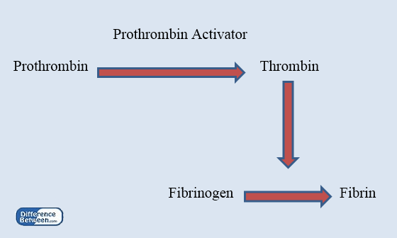 Difference Between Blood Clot and Tissue_Figure 01