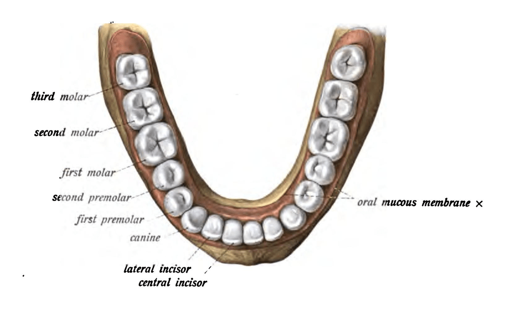 Key Difference Between First and Second Premolar