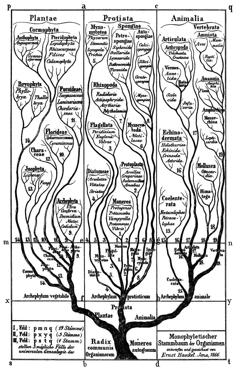 Key Difference Between Ontogeny and Phylogeny 