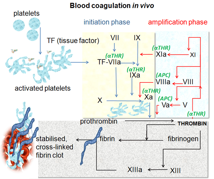 Difference Between Platelets and Clotting Factors