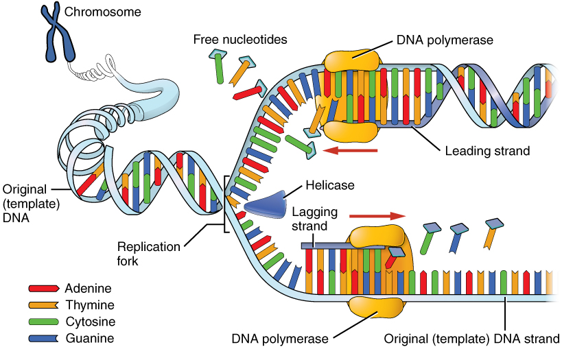 Key Difference Between Replication Bubble and Replication Fork 