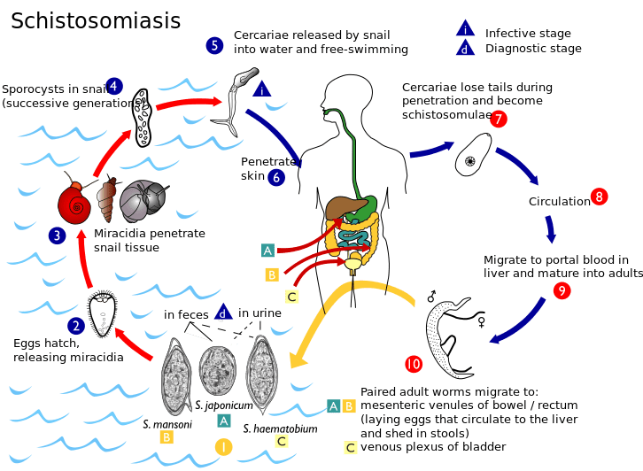 Difference Between Schistosoma Mansoni and Haemotobium