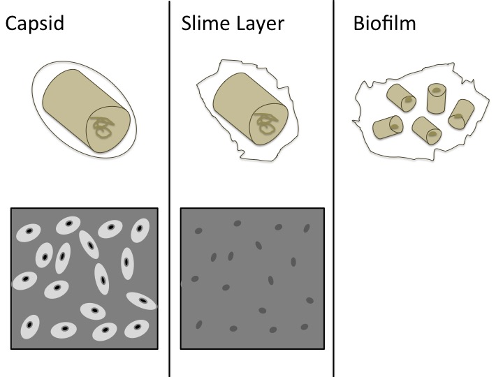 Difference Between Slime Layer and Capsule