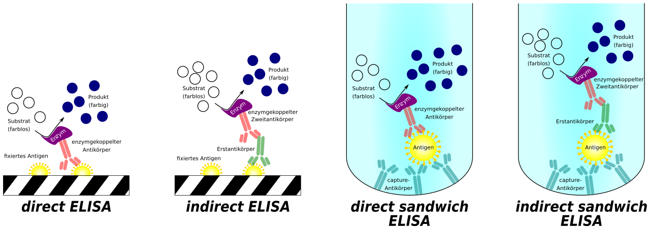 Difference Between Assay and Potency