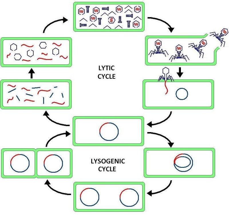 Key Difference Between Lytic and Lysogenic Cycle of Bacteriophage