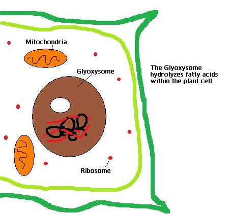 Key Difference - Glyoxysomes vs Peroxisomes