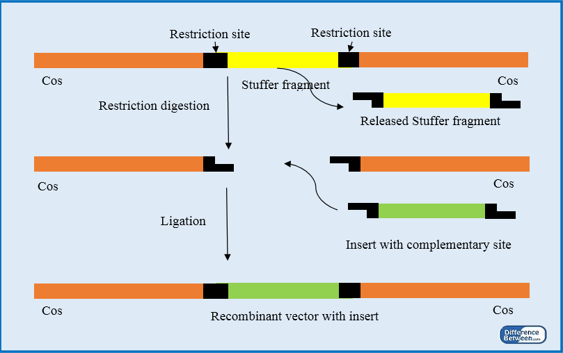 Difference Between Insertion and Replacement Vectors