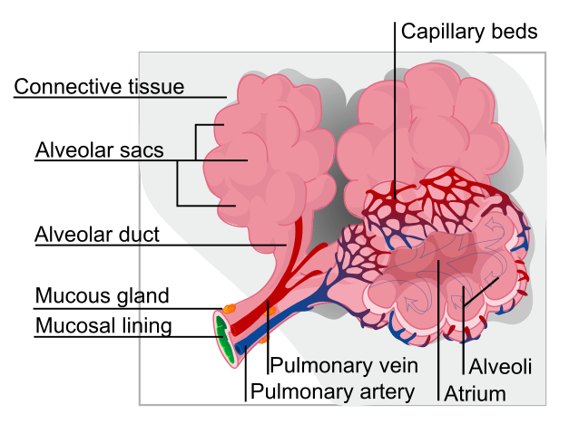 Difference Between Interstitial Lung Disease and Bronchiectasis