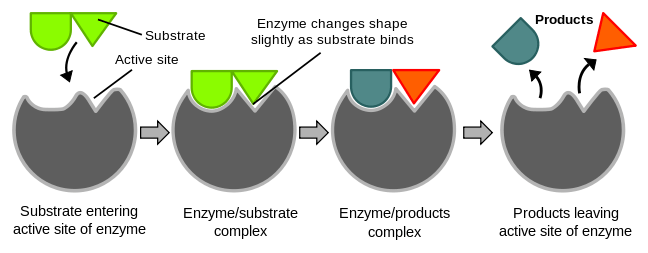 Key Difference Between Induced Fit and Lock and Key