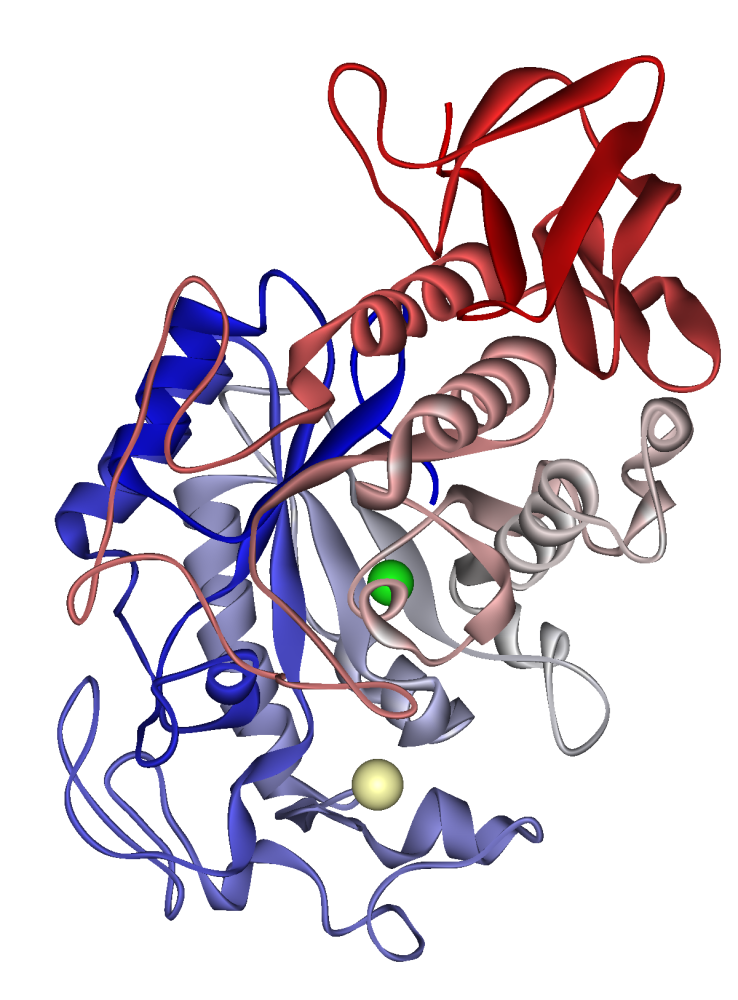 Key Difference Between Salivary Amylase and Pancreatic Amylase