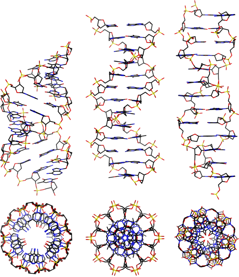 Difference Between B DNA and Z DNA