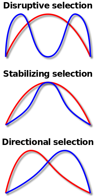 Difference Between Directional and Disruptive Selection_Fig 01