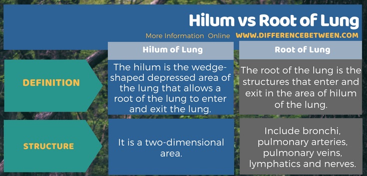 Difference Between Hilum and Root of Lung in Tabular Form