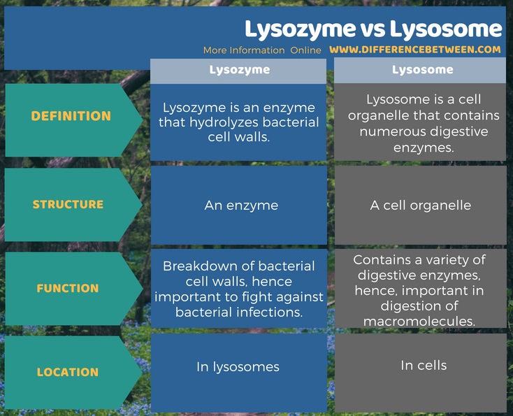 Difference Between Lysozyme and Lysosome in Tabular Form