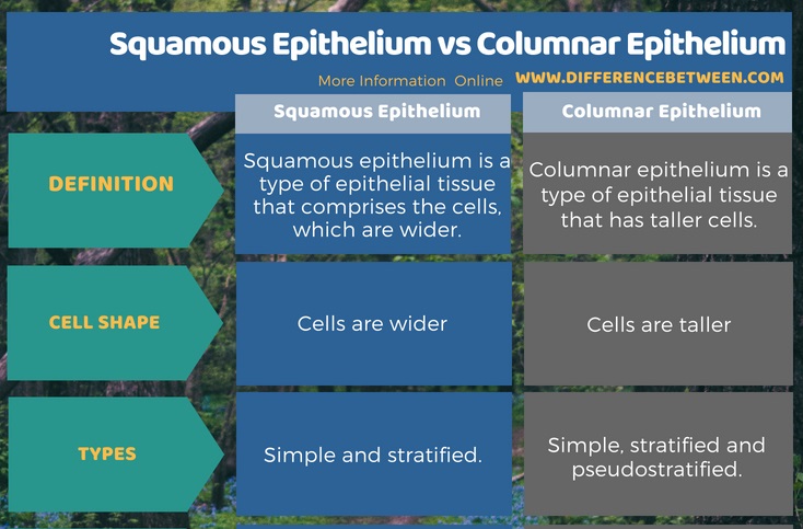 Difference Between Squamous Epithelium and Columnar Epithelium in Tabular Form