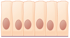 Key Difference Between Squamous Epithelium and Columnar Epithelium