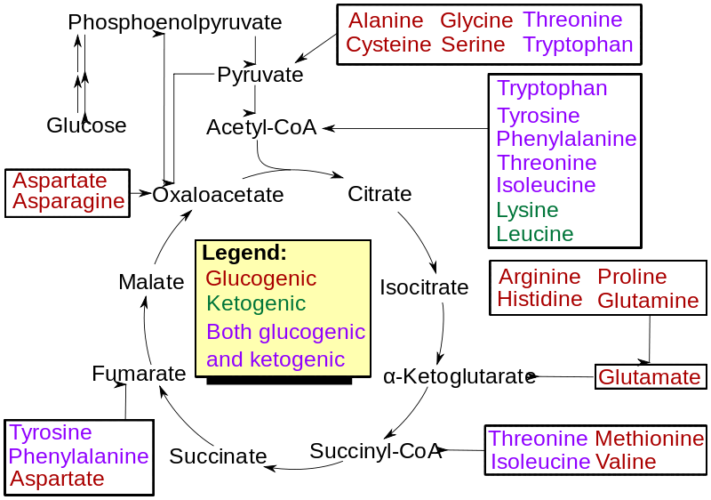 Difference Between Glucogenic and Ketogenic Amino Acids