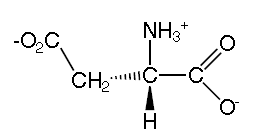 Key Difference Between Glucogenic and Ketogenic Amino Acids