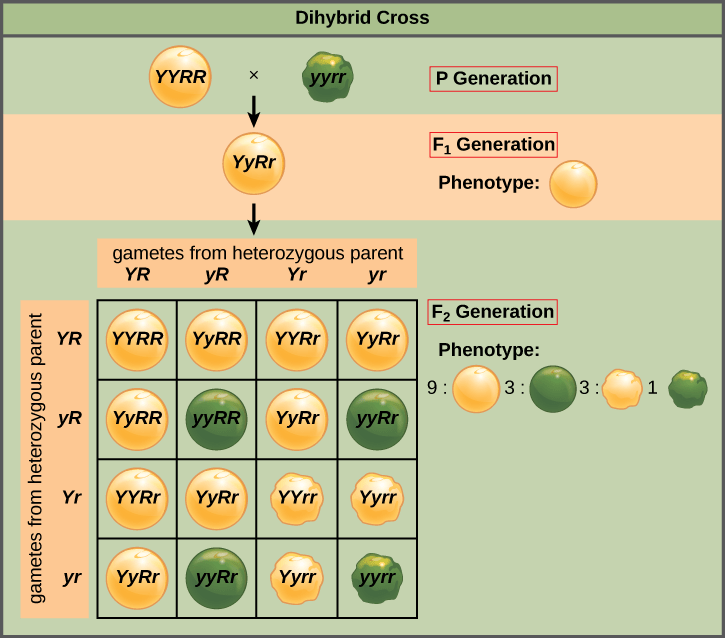 Difference Between Phenotype and Genotype Ratio