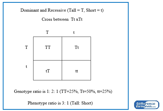 Difference Between Phenotype and Genotype Ratio_Fig 02