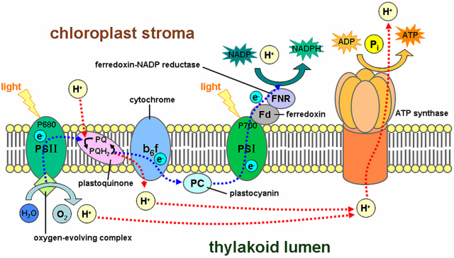 Difference Between Light Reaction and Calvin Cycle