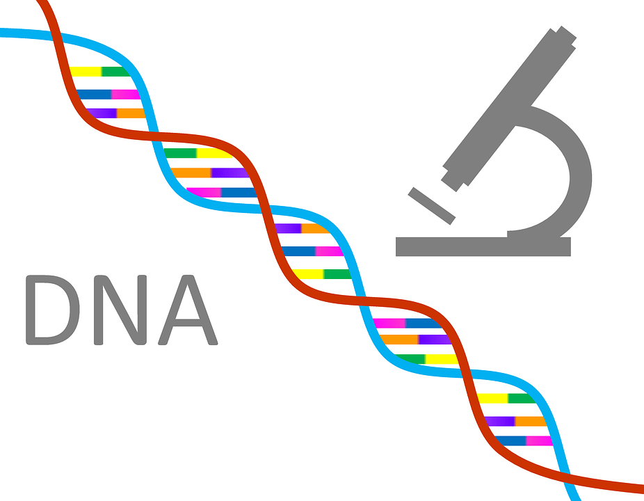 Key Difference Between Genetics and Embryology