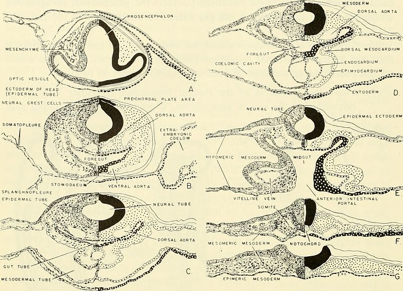 Difference Between Genetics and Embryology