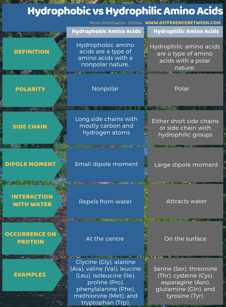 Difference Between Hydrophobic and Hydrophilic Amino Acids in Tabular Form