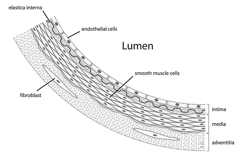 Key Difference Between Endothelium and Mesothelium