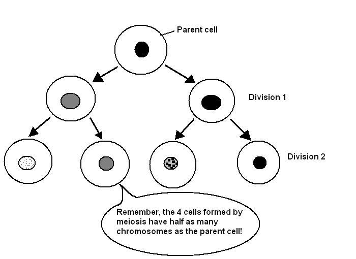 Difference Between Mother Cell and Daughter Cell