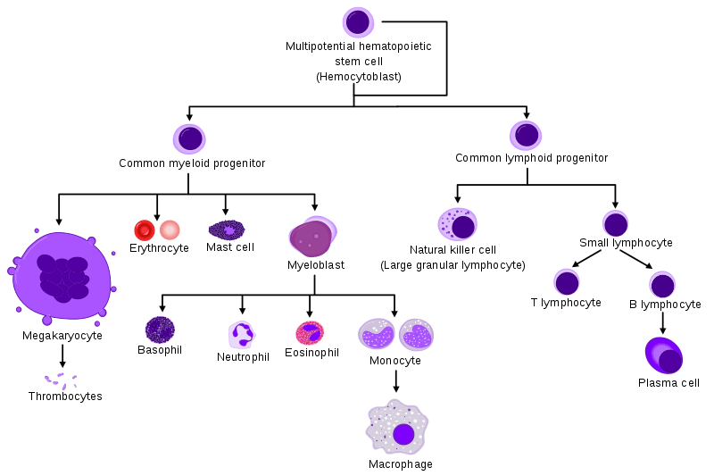 Key Difference Between Progenitor and Precursor Cells 