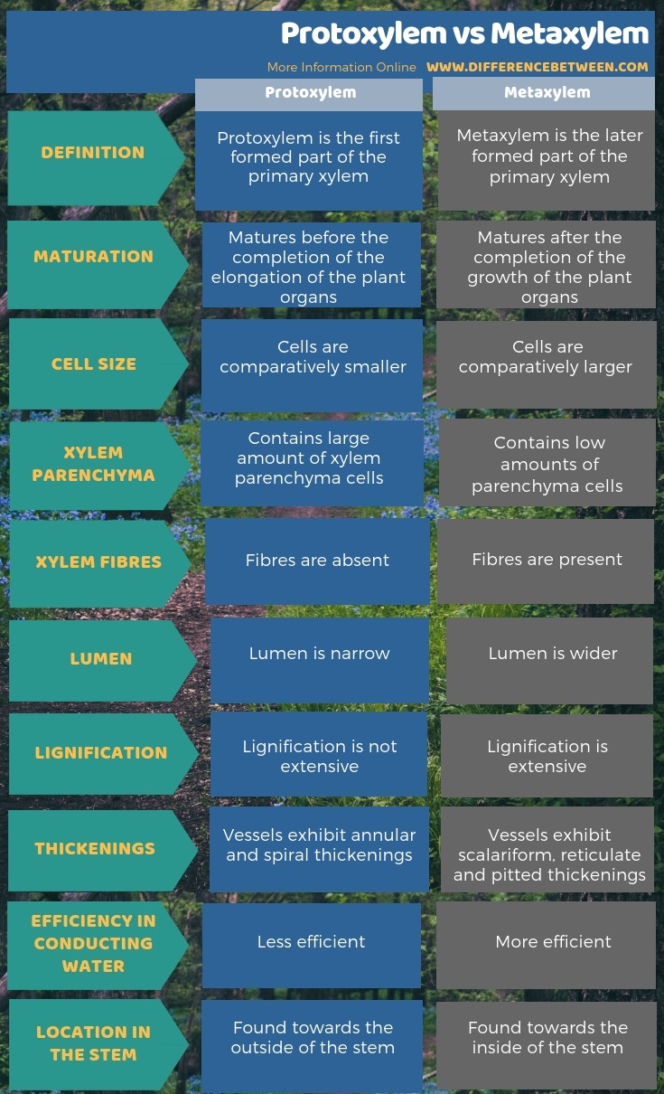 Difference Between Protoxylem and Metaxylem - Tabular Form