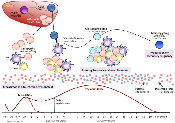 Central vs Peripheral Tolerance