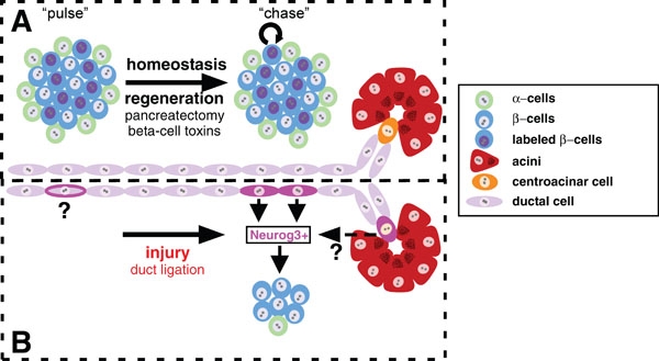 Difference Between Embryonic and Somatic Stem Cells