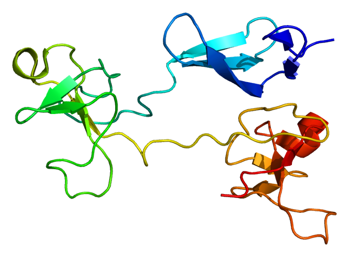 Fibronectin vs Laminin