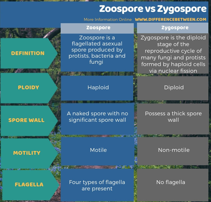 Difference Between Zoospore and Zygospore in Tabular Form