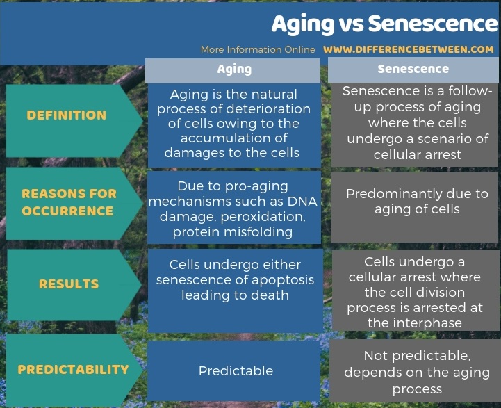 Difference Between Aging and Senescence in Tabular Form