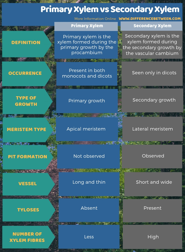 Difference Between Primary Xylem and Secondary Xylem in Tabular Form