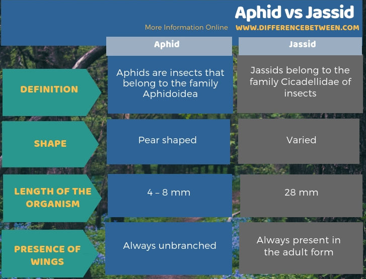 Difference Between Aphid and Jassid in Tabular Form